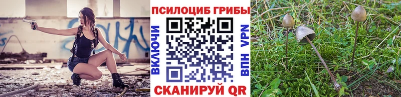 Галлюциногенные грибы Psilocybe  Долгопрудный 